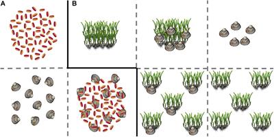 Inclusion of Intra- and Interspecific Facilitation Expands the Theoretical Framework for Seagrass Restoration